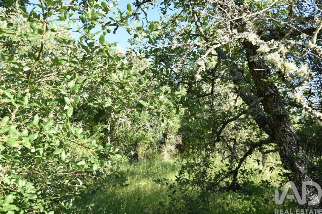 Terreno para Venda em Nossa Senhora do Pranto Foto 29