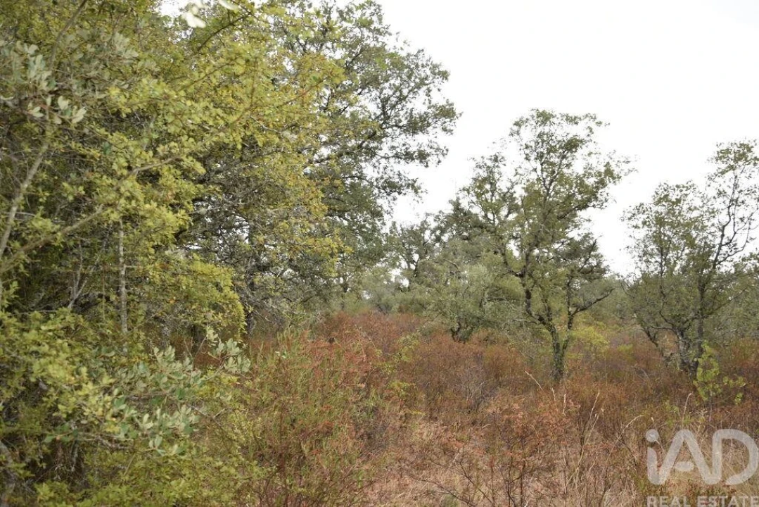 Terreno para Venda em Nossa Senhora do Pranto Foto 14
