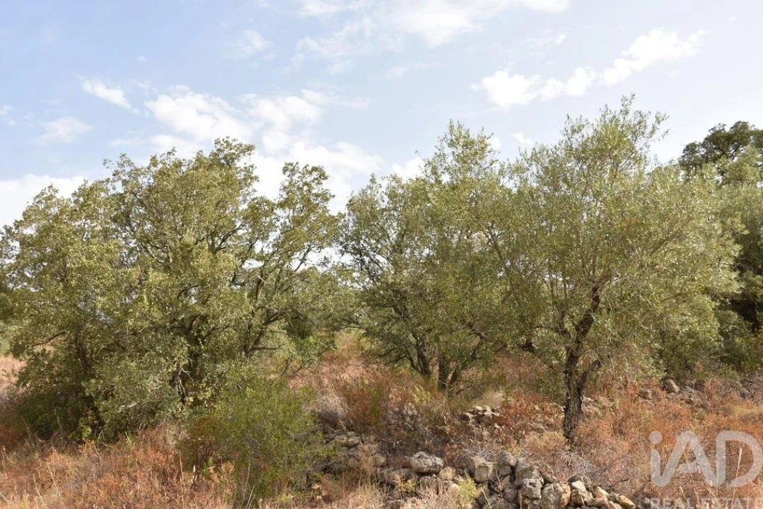 Terreno para Venda em Nossa Senhora do Pranto Foto 5