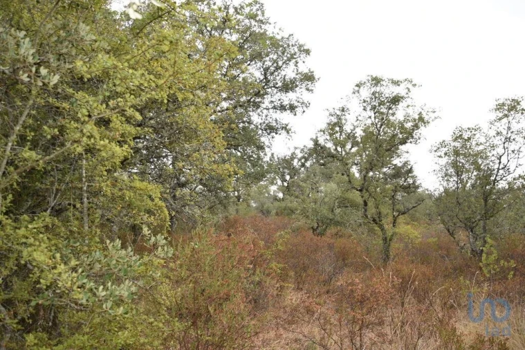 Terreno para Venda em Nossa Senhora do Pranto Foto 14