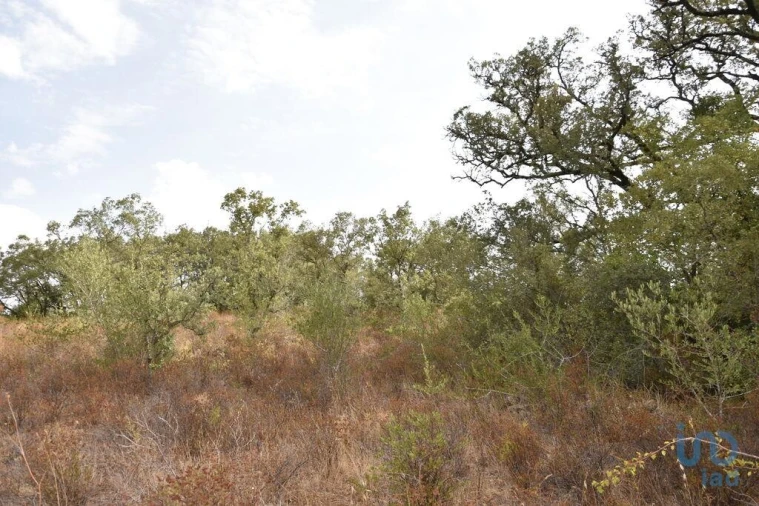 Terreno para Venda em Nossa Senhora do Pranto Foto 9