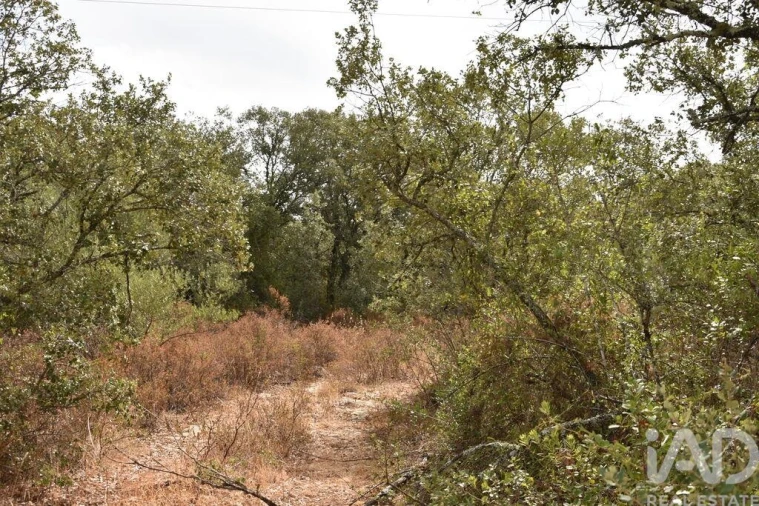 Terreno para Venda em Nossa Senhora do Pranto Foto 29