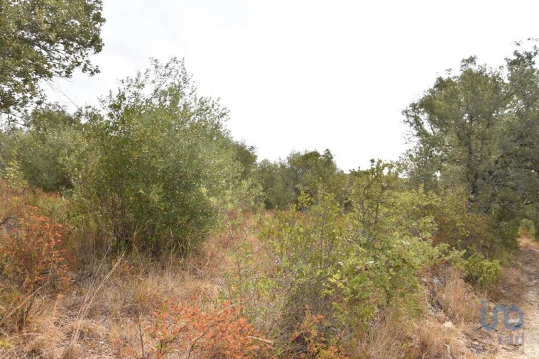 Terreno para Venda em Nossa Senhora do Pranto Foto 4