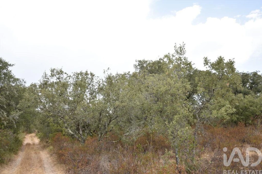 Terreno para Venda em Nossa Senhora do Pranto Foto 16