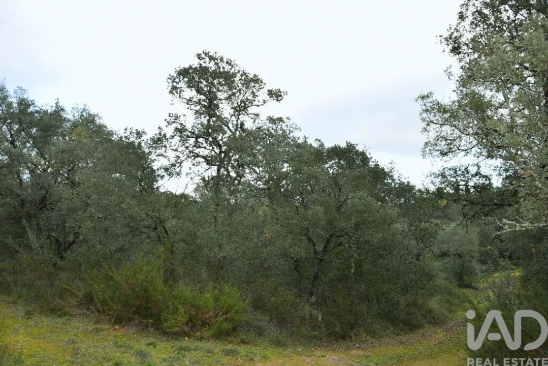 Terreno para Venda em Nossa Senhora do Pranto Foto 6