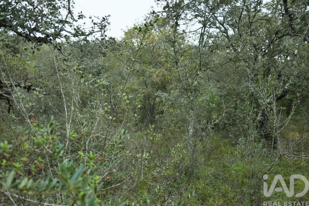 Terreno para Venda em Nossa Senhora do Pranto Foto 12