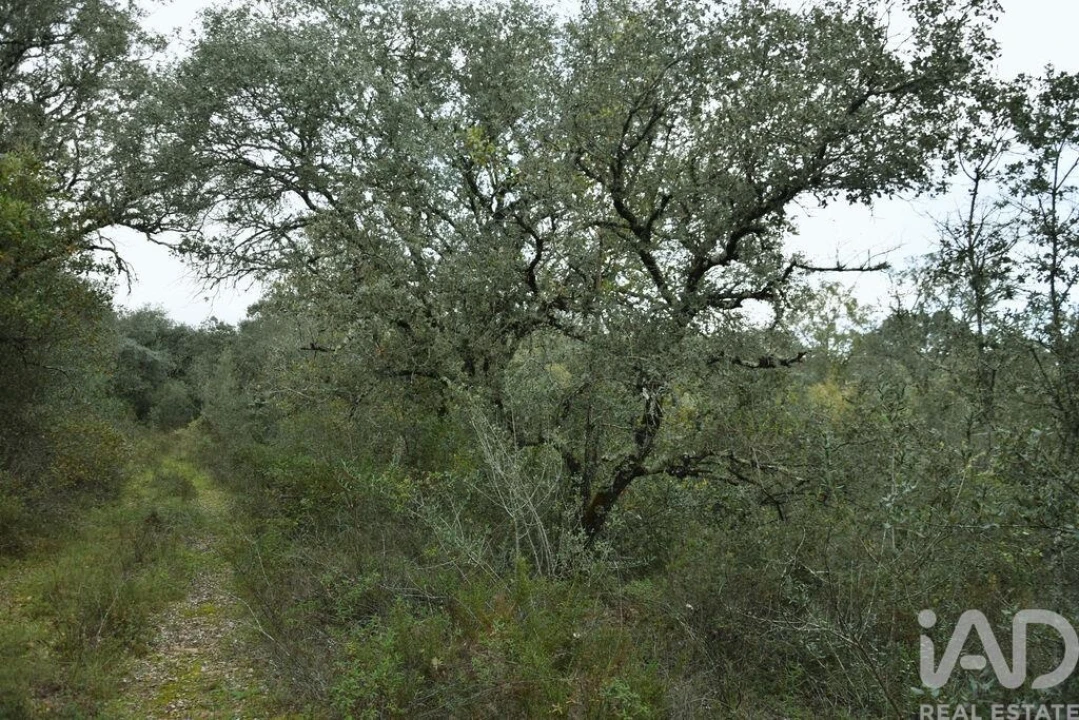 Terreno para Venda em Nossa Senhora do Pranto Foto 8