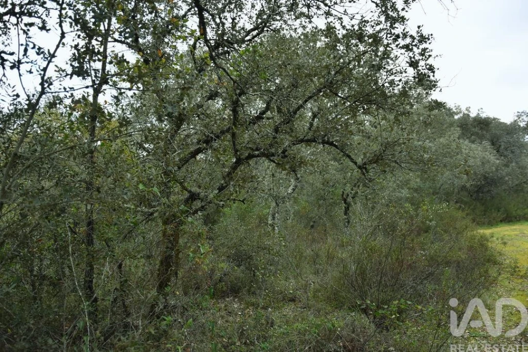 Terreno para Venda em Nossa Senhora do Pranto Foto 11