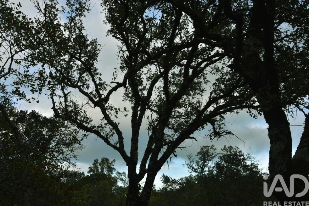 Terreno para Venda em Nossa Senhora do Pranto Foto 18