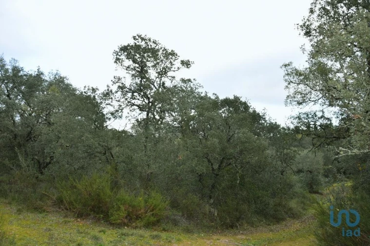 Terreno para Venda em Nossa Senhora do Pranto Foto 6