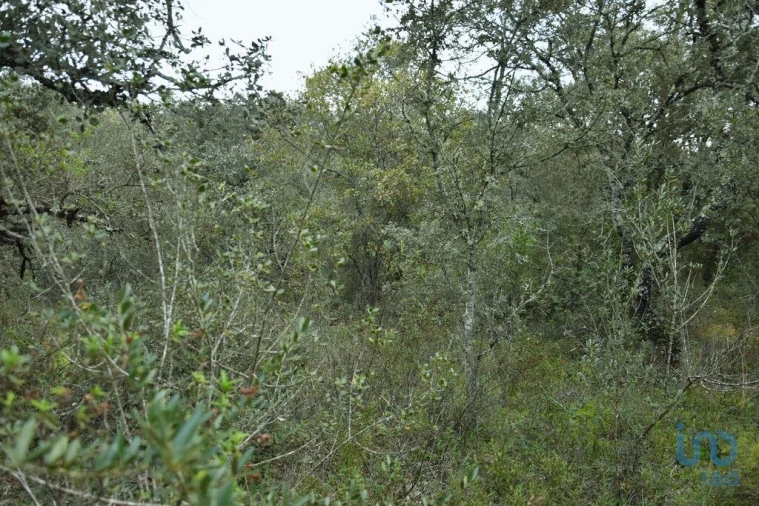Terreno para Venda em Nossa Senhora do Pranto Foto 12