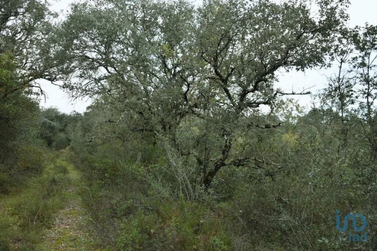 Terreno para Venda em Nossa Senhora do Pranto Foto 8