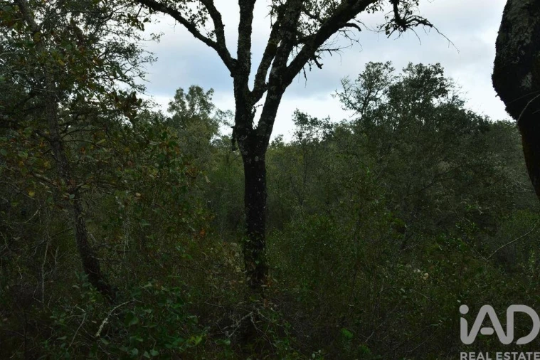 Terreno para Venda em Nossa Senhora do Pranto Foto 17