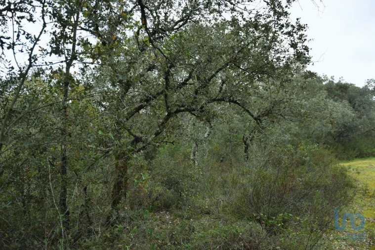 Terreno para Venda em Nossa Senhora do Pranto Foto 11