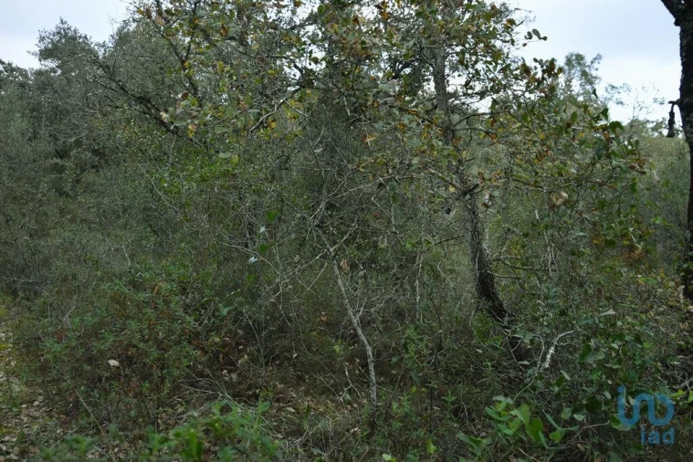 Terreno para Venda em Nossa Senhora do Pranto Foto 13