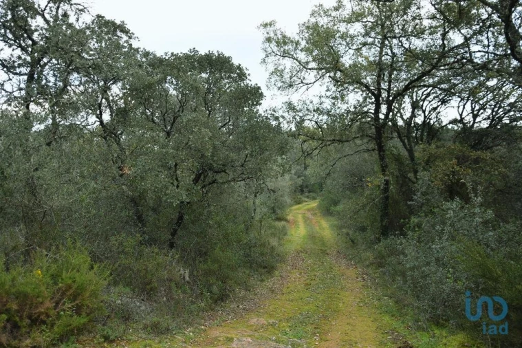 Terreno para Venda em Nossa Senhora do Pranto Foto 3