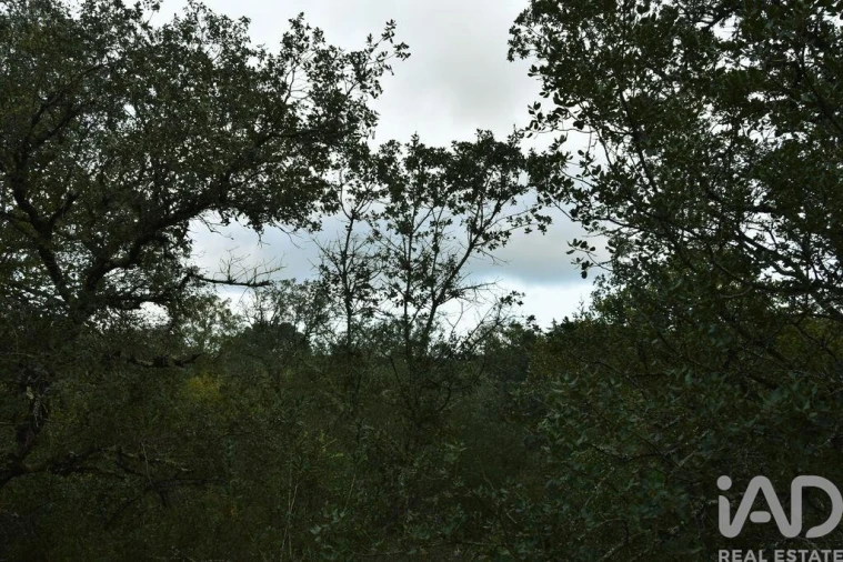 Terreno para Venda em Nossa Senhora do Pranto Foto 16