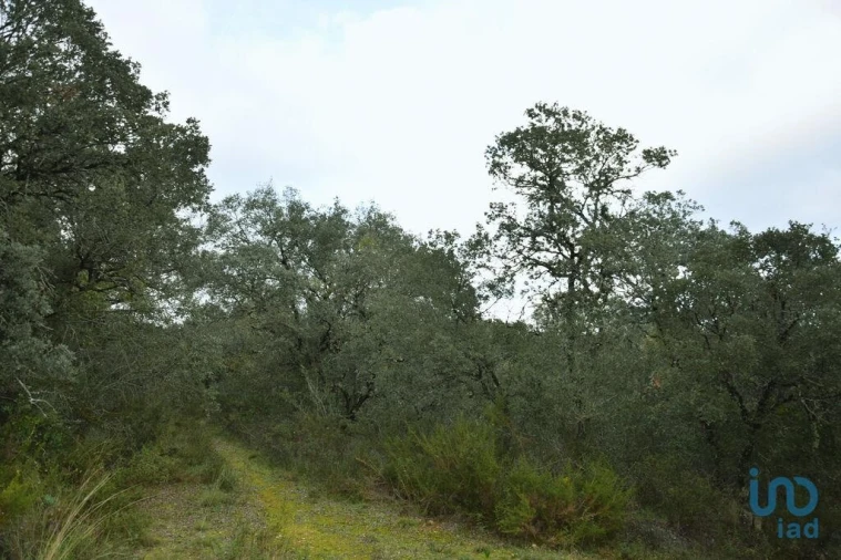 Terreno para Venda em Nossa Senhora do Pranto Foto 7
