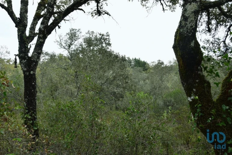 Terreno para Venda em Nossa Senhora do Pranto Foto 15