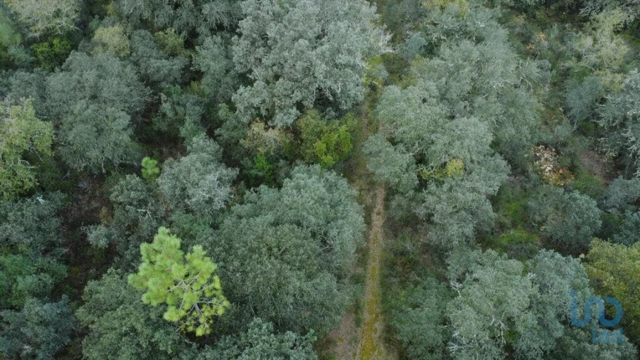 Terreno para Venda em Nossa Senhora do Pranto Foto 4