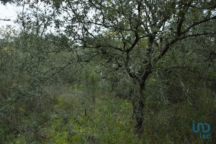 Terreno para Venda em Nossa Senhora do Pranto Foto 14