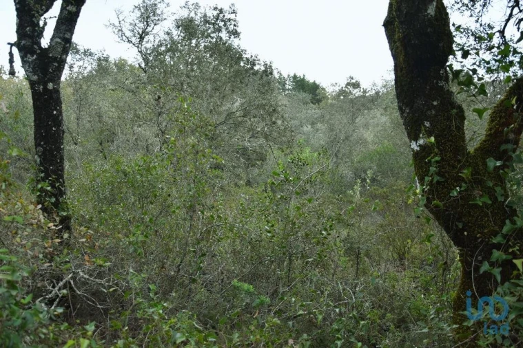 Terreno para Venda em Nossa Senhora do Pranto Foto 10
