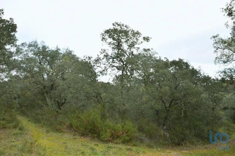 Terreno para Venda em Nossa Senhora do Pranto Foto 9