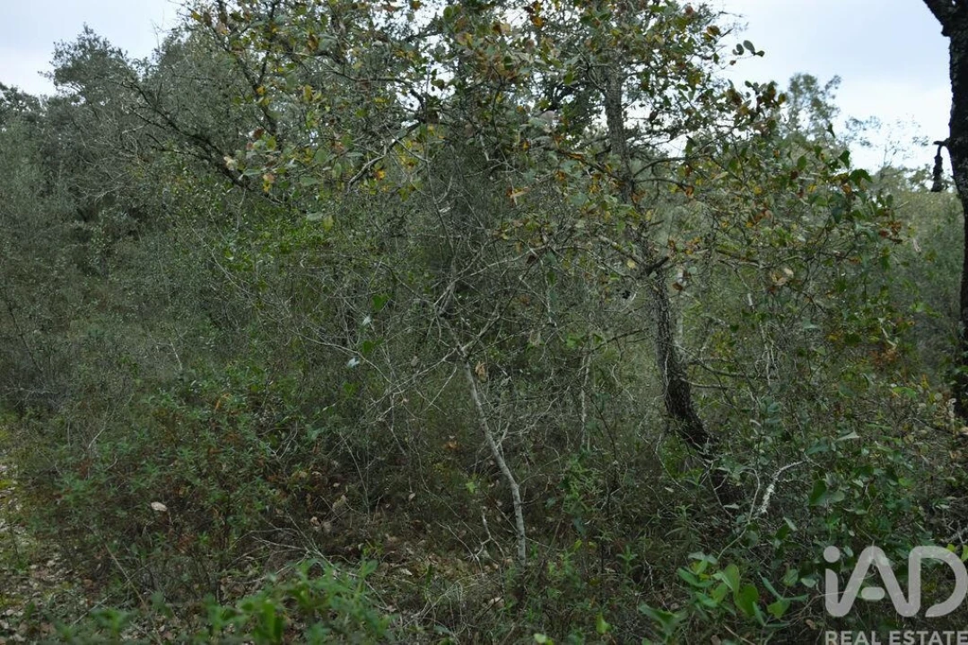 Terreno para Venda em Nossa Senhora do Pranto Foto 13
