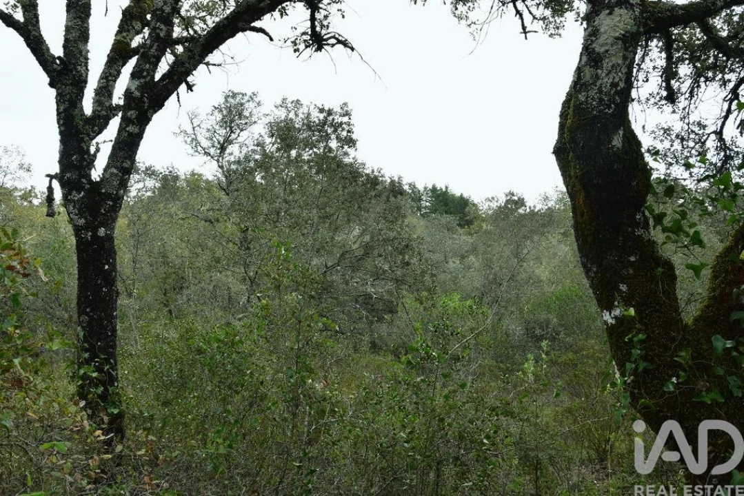 Terreno para Venda em Nossa Senhora do Pranto Foto 15