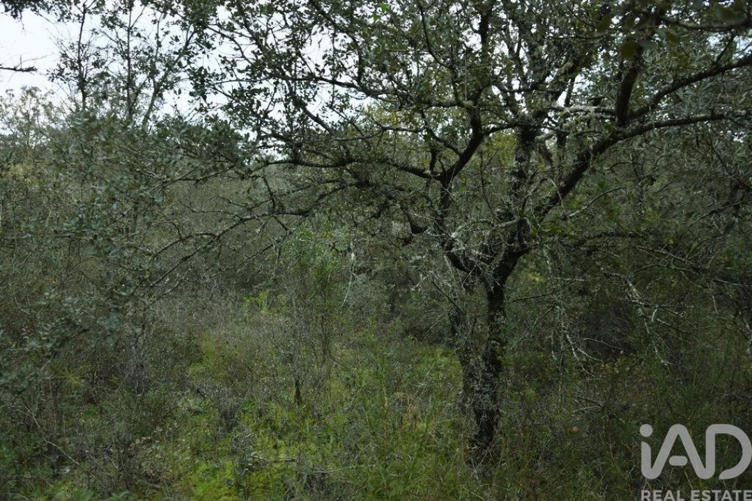 Terreno para Venda em Nossa Senhora do Pranto Foto 14