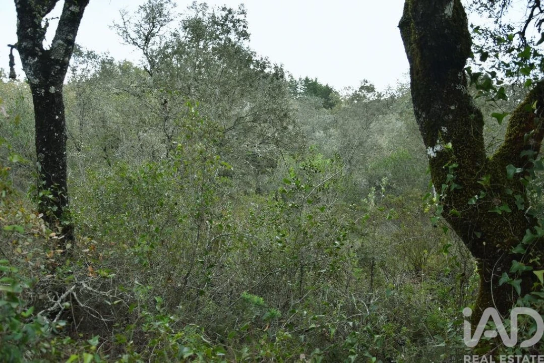 Terreno para Venda em Nossa Senhora do Pranto Foto 10