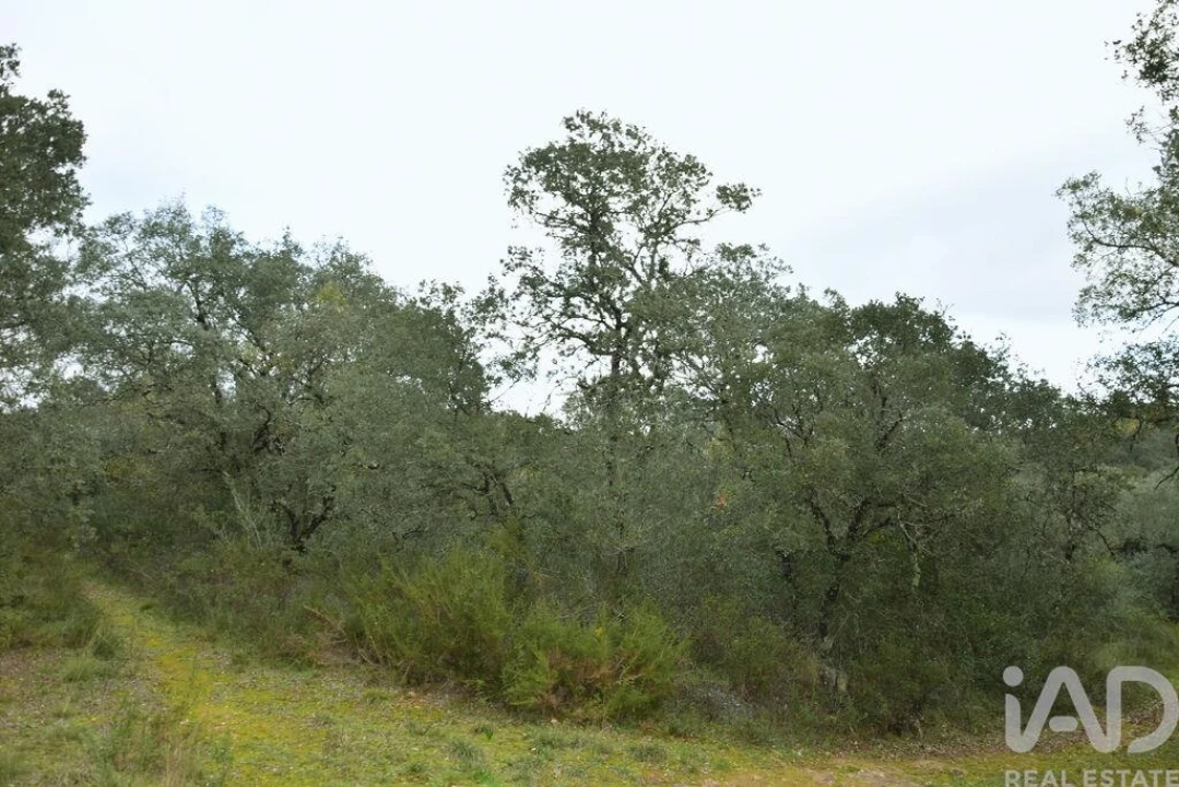 Terreno para Venda em Nossa Senhora do Pranto Foto 9