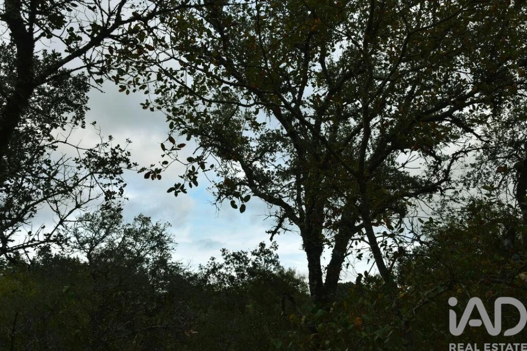 Terreno para Venda em Nossa Senhora do Pranto Foto 19