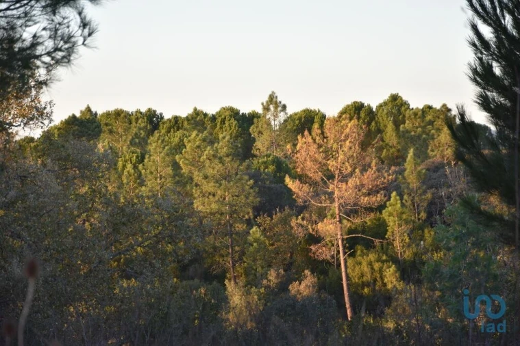 Terreno para Venda em Nossa Senhora do Pranto Foto 3