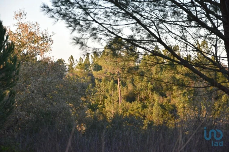 Terreno para Venda em Nossa Senhora do Pranto Foto 2