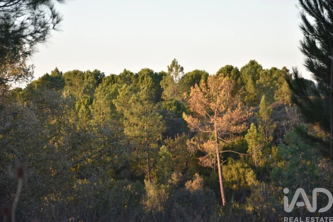 Terreno para Venda em Nossa Senhora do Pranto Foto 3