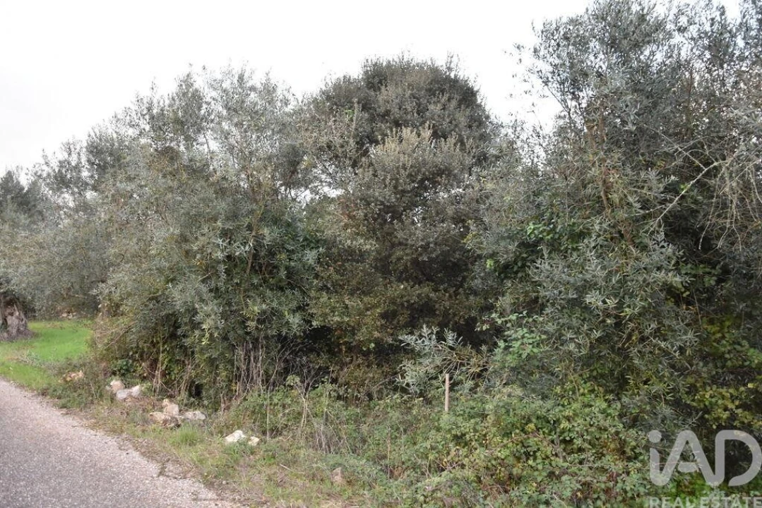 Terreno para Venda em Nossa Senhora do Pranto Foto 8