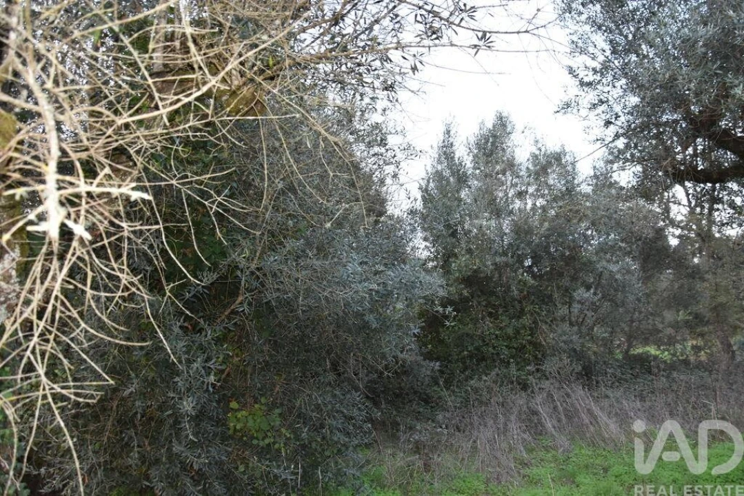 Terreno para Venda em Nossa Senhora do Pranto Foto 4