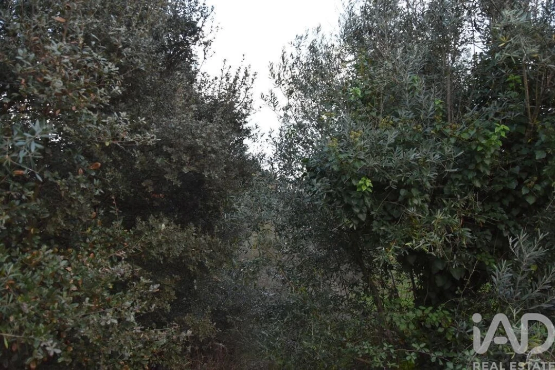 Terreno para Venda em Nossa Senhora do Pranto Foto 7