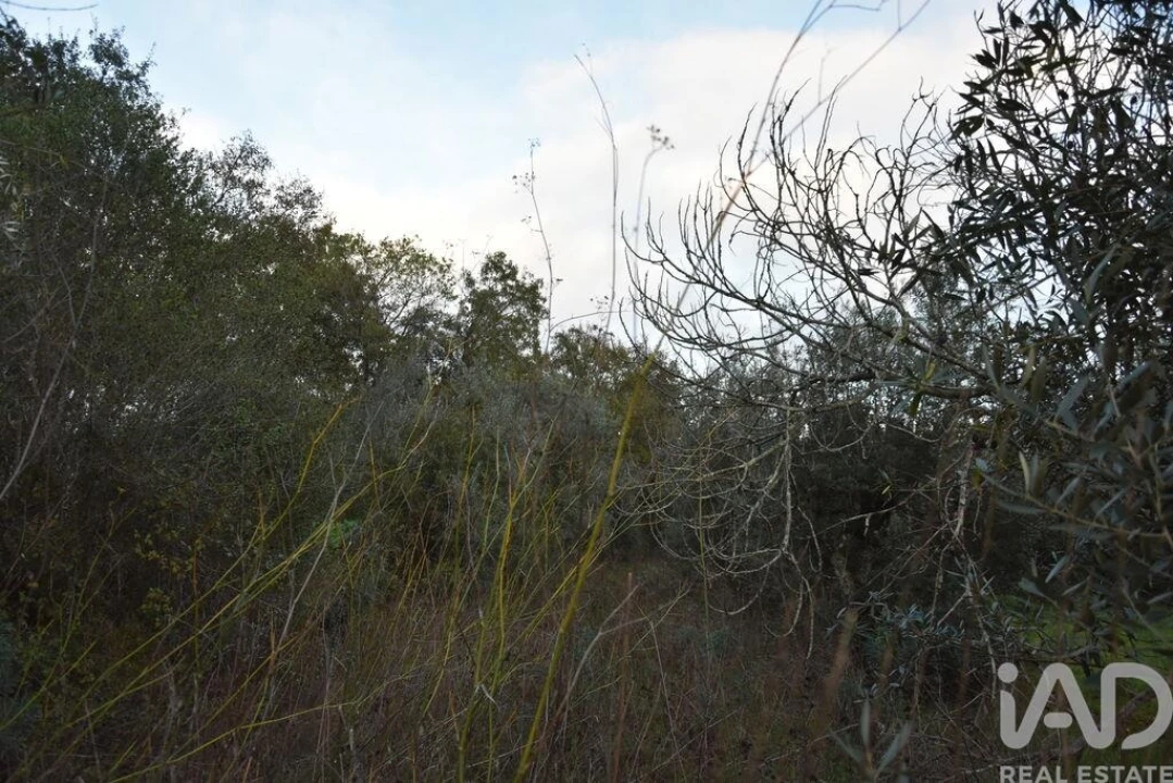 Terreno para Venda em Nossa Senhora do Pranto Foto 11