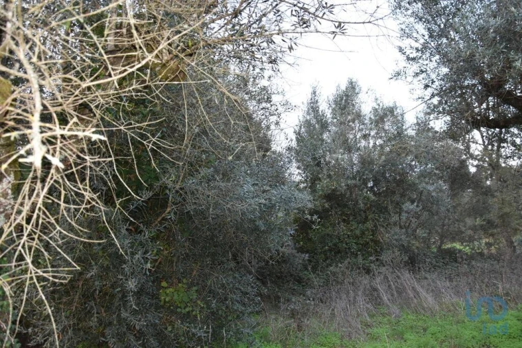 Terreno para Venda em Nossa Senhora do Pranto Foto 4