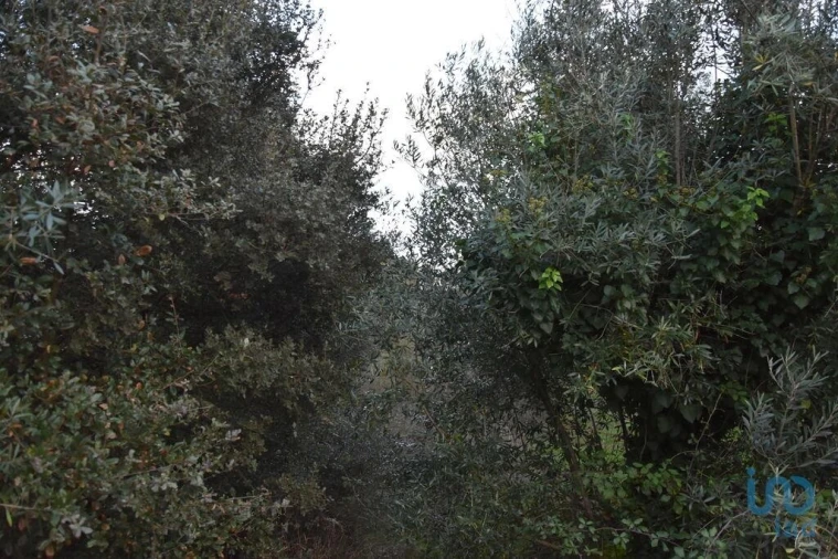 Terreno para Venda em Nossa Senhora do Pranto Foto 7