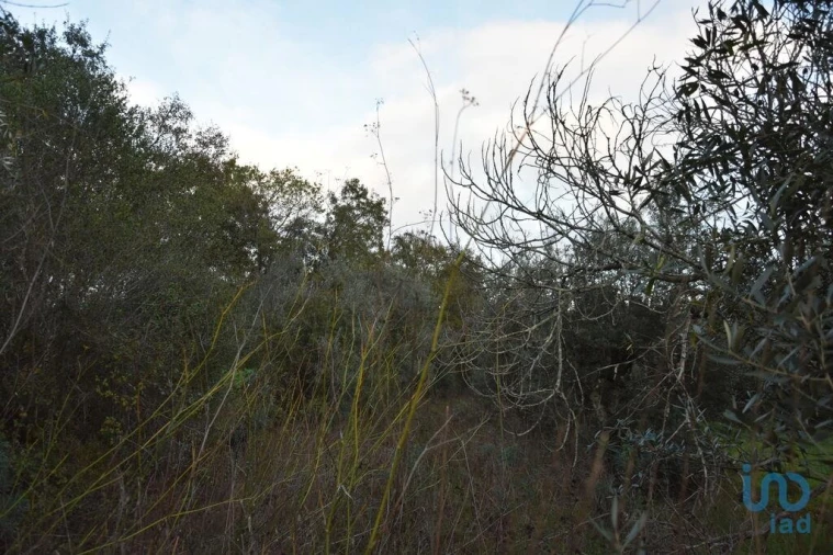Terreno para Venda em Nossa Senhora do Pranto Foto 11