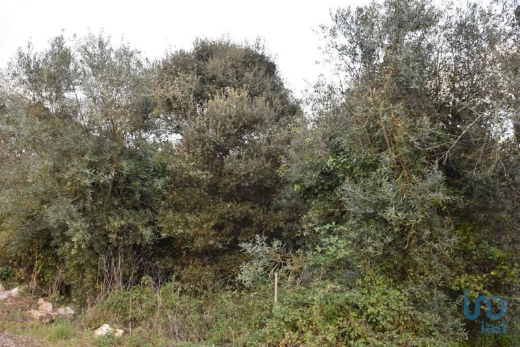 Terreno para Venda em Nossa Senhora do Pranto Foto 5