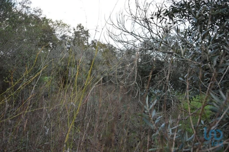 Terreno para Venda em Nossa Senhora do Pranto Foto 10