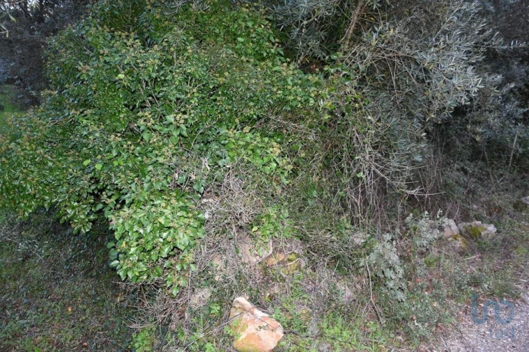 Terreno para Venda em Nossa Senhora do Pranto Foto 9