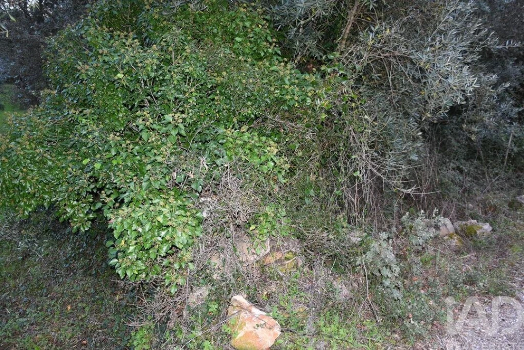 Terreno para Venda em Nossa Senhora do Pranto Foto 9