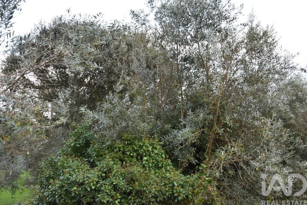 Terreno para Venda em Nossa Senhora do Pranto Foto 6