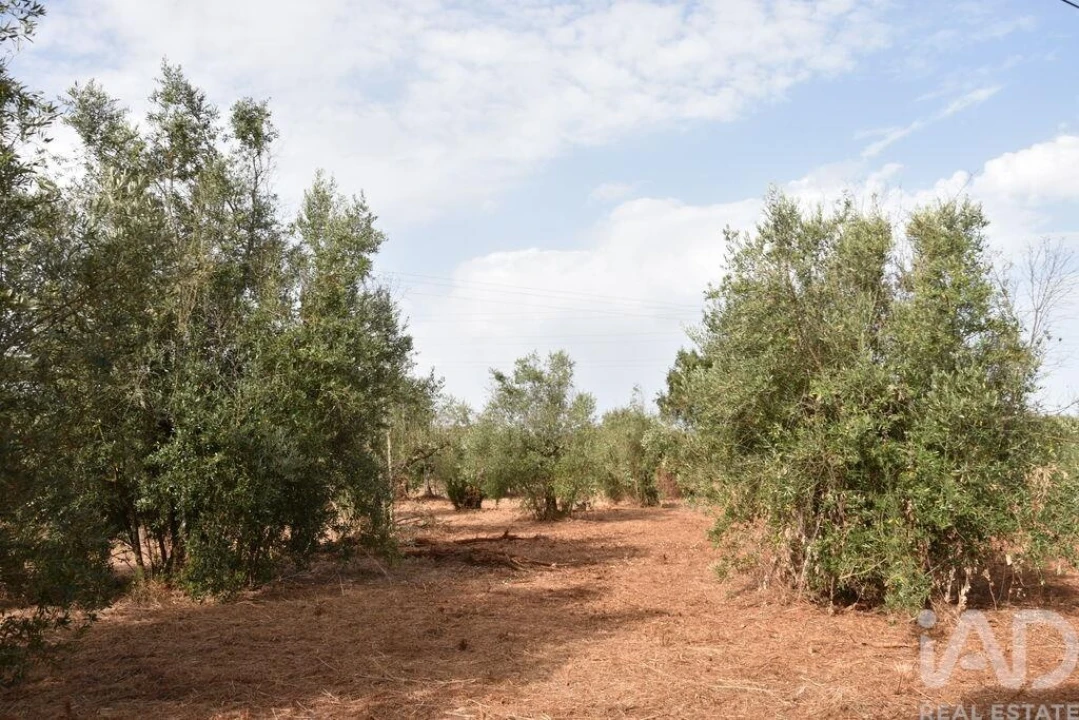 Terreno para Venda em Nossa Senhora do Pranto Foto 2