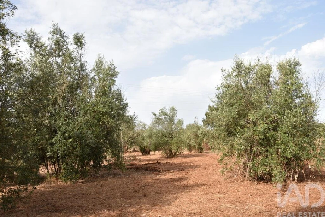 Terreno para Venda em Nossa Senhora do Pranto Foto 3
